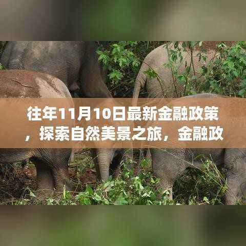金融政策下的自然美景探索与心灵之旅的奇妙体验(往年11月10日最新金融政策)