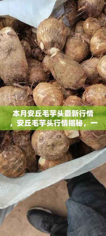 安丘毛芋头最新行情揭秘,自然美景下的治愈之旅