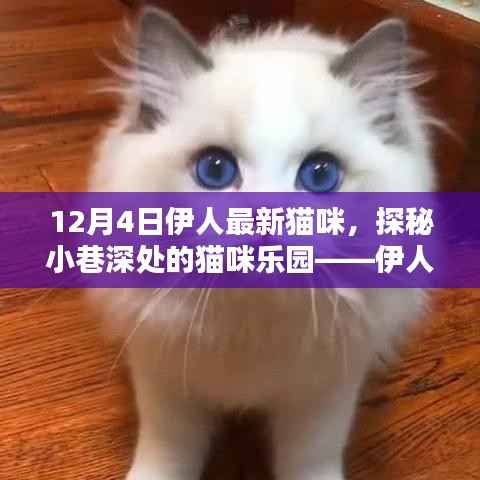 伊人猫咪屋,探秘小巷深处的猫咪乐园最新报道(12月4日)
