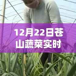 12月22日苍山蔬菜实时价格表及查询指南,初学者与进阶用户适用
