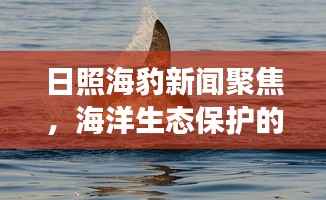 日照海豹新闻聚焦,海洋生态保护的显著进展与独特体验报道