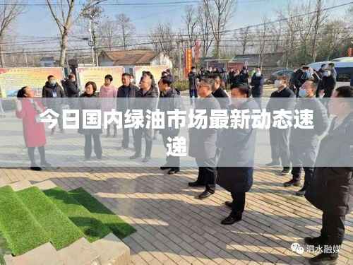 今日国内绿油市场最新动态速递