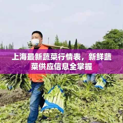 上海最新蔬菜行情表,新鲜蔬菜供应信息全掌握
