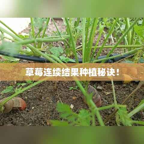 草莓连续结果种植秘诀！