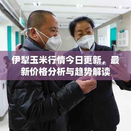 伊犁玉米行情今日更新，最新价格分析与趋势解读