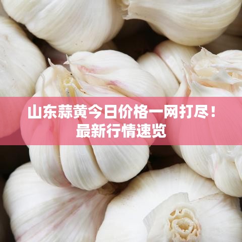 山东蒜黄今日价格一网打尽！最新行情速览