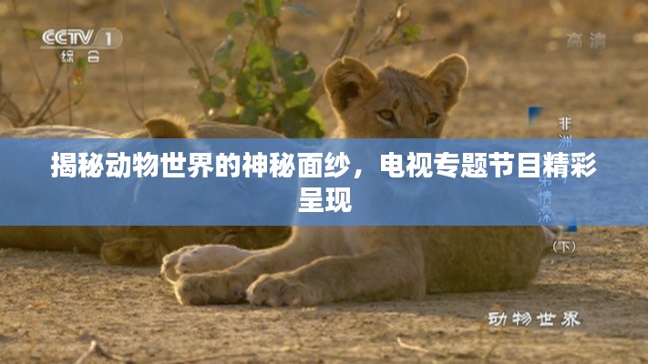 揭秘动物世界的神秘面纱，电视专题节目精彩呈现