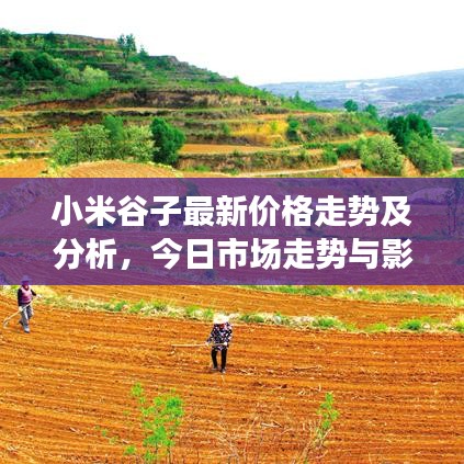 小米谷子最新价格走势及分析,今日市场走势与影响因素揭秘