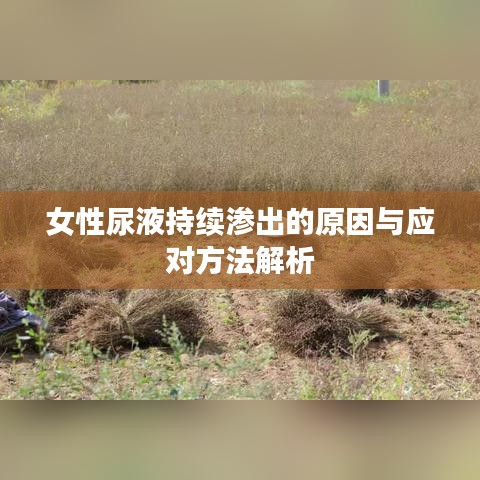 女性尿液持续渗出的原因与应对方法解析