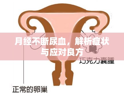 月经不断尿血，解析症状与应对良方