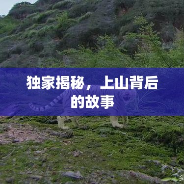 独家揭秘,上山背后的故事